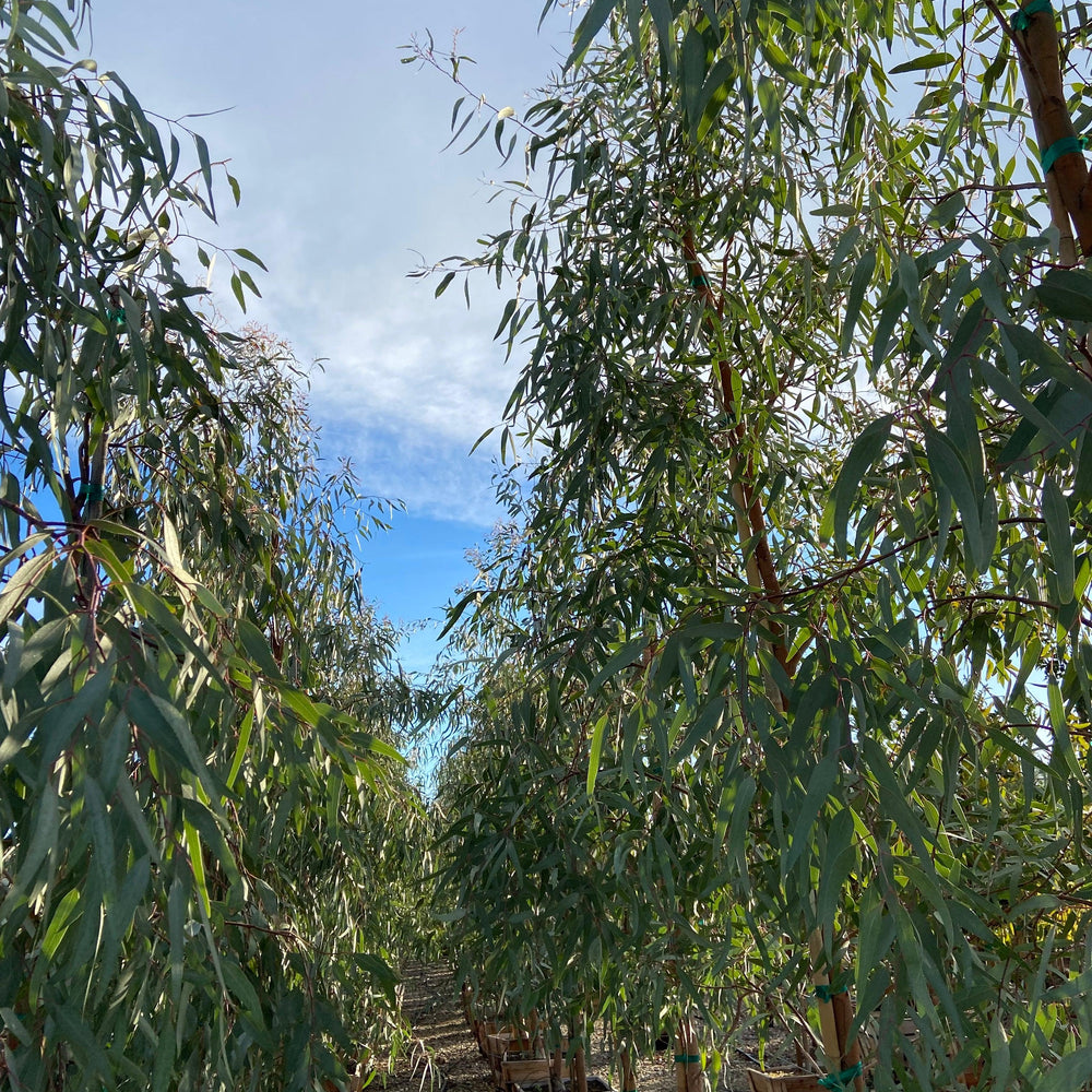 Red Gum - Eucalyptus Camaldulensis - Pulled Nursery