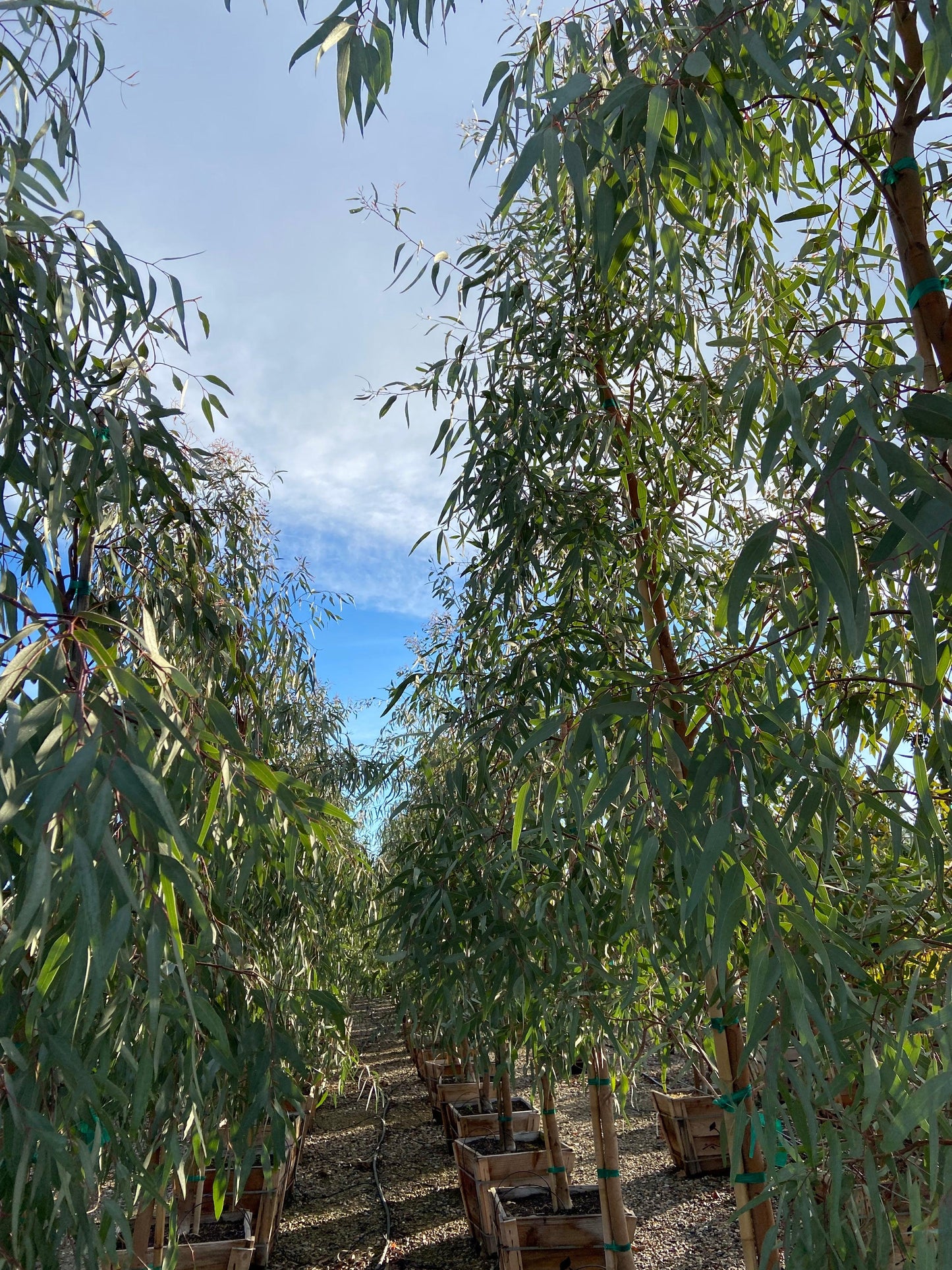 Red Gum - Eucalyptus Camaldulensis - Pulled Nursery