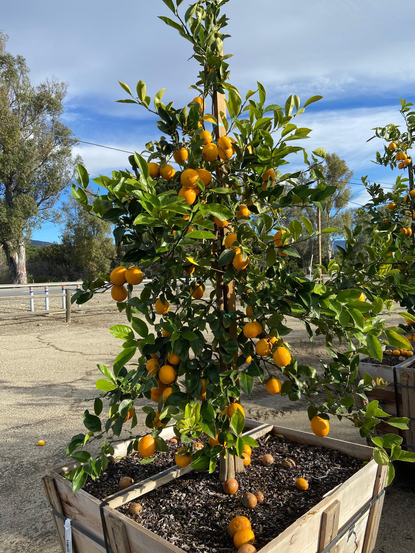 Meyer Lemon Tree - Yardwork Nursery