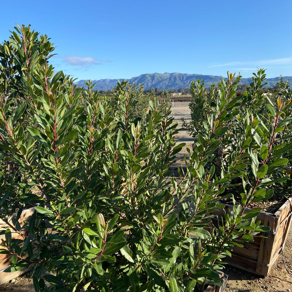 
                      
                        Toyon - Heteromeles Arbutifolia
                      
                    