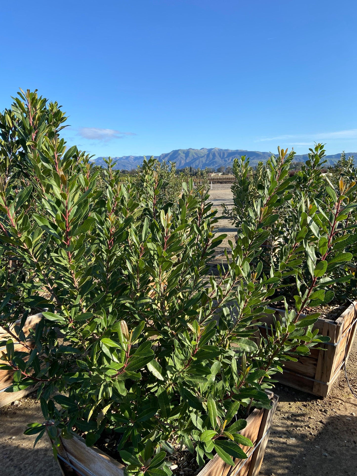 Toyon - Heteromeles Arbutifolia