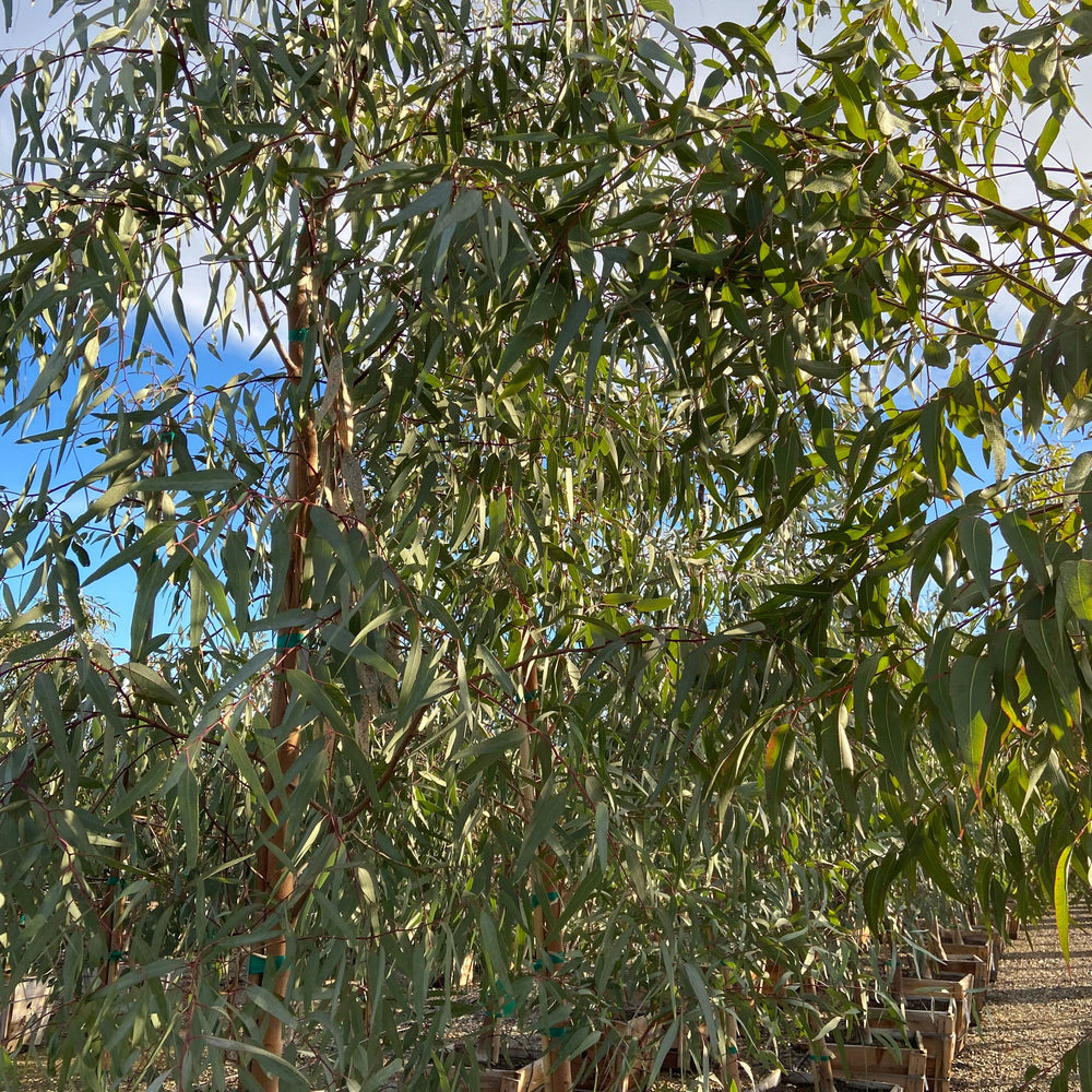 Red Gum - Eucalyptus Camaldulensis - Pulled Nursery