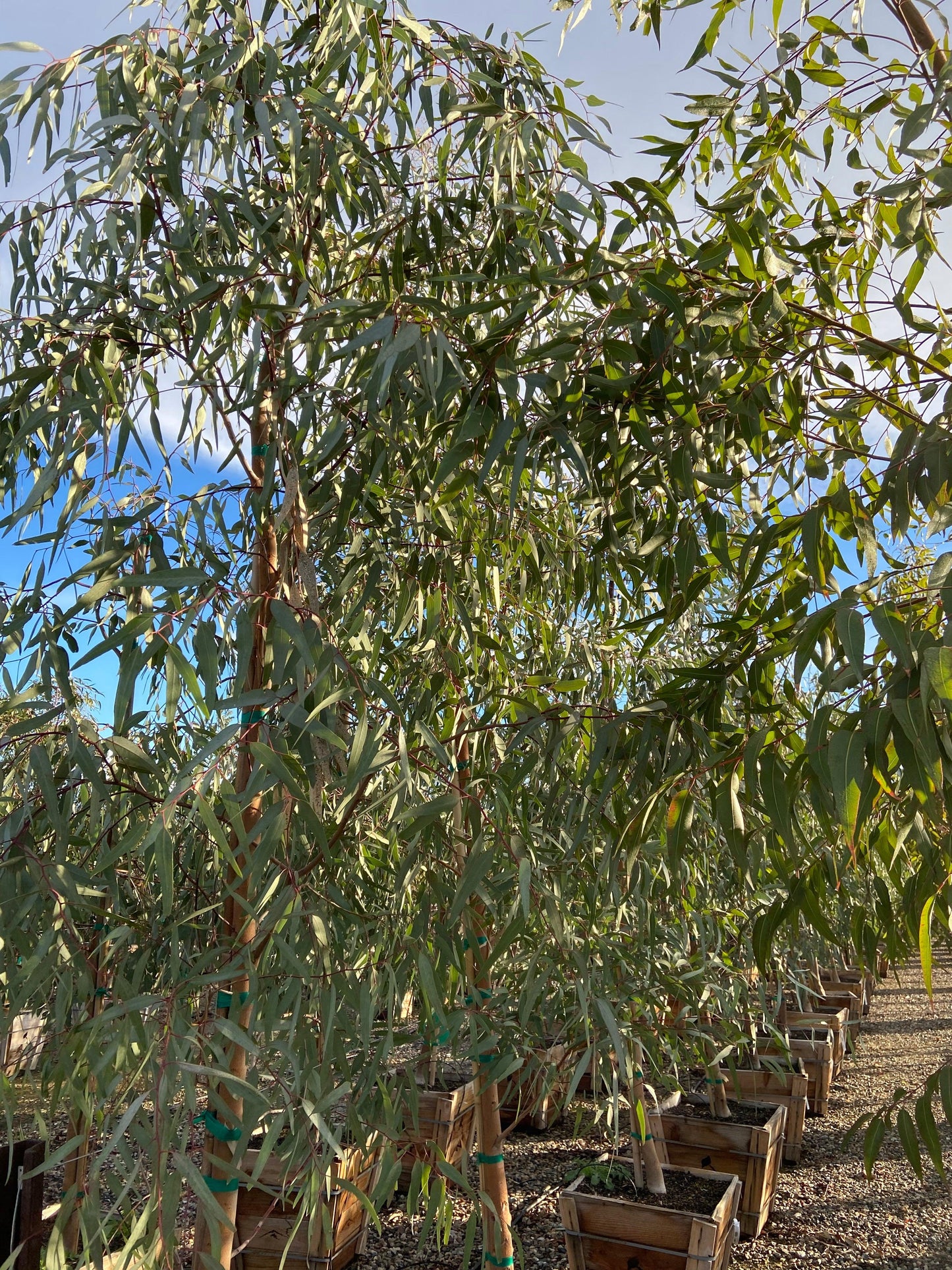 Red Gum - Eucalyptus Camaldulensis - Pulled Nursery