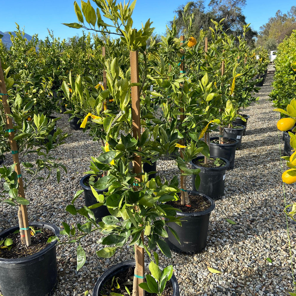 Mandarin Owari Tree - Pulled Nursery