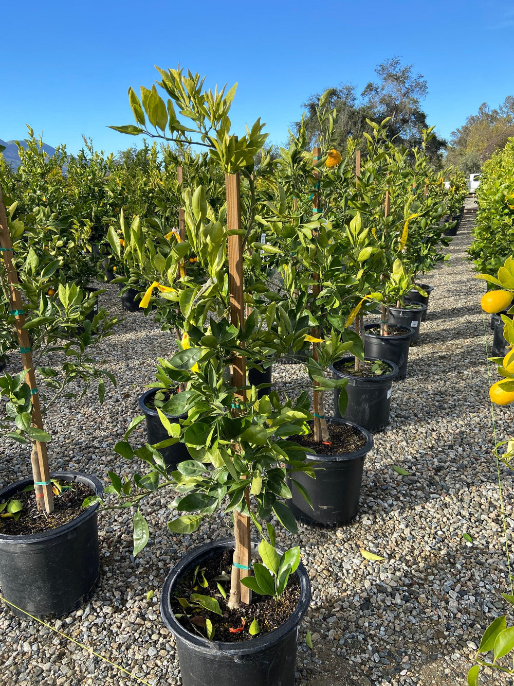 Mandarin Owari Tree - Pulled Nursery