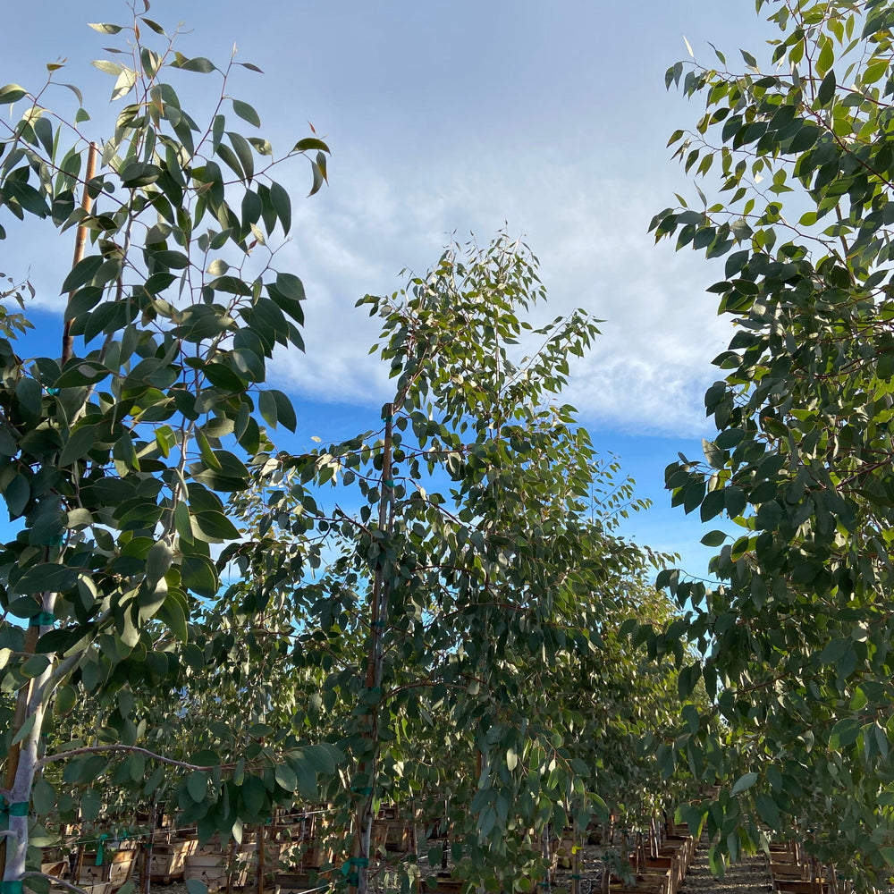 
                      
                        Orange Gum - Eucalyptus Prava - Pulled Nursery
                      
                    