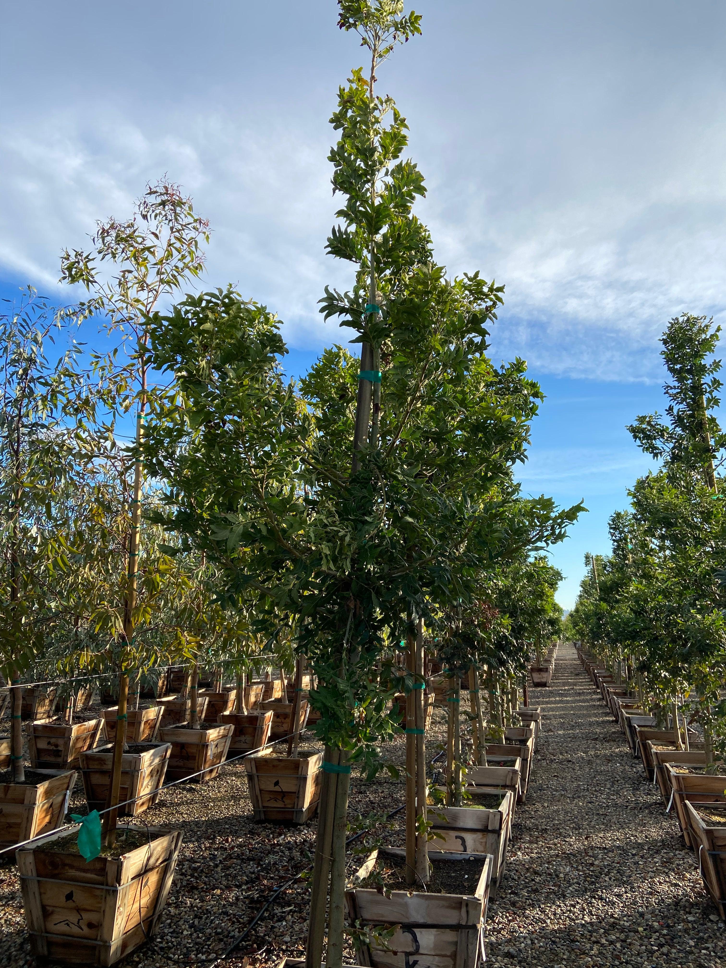Wild Plum - Harpephyllum Caffrum – Yardwork
