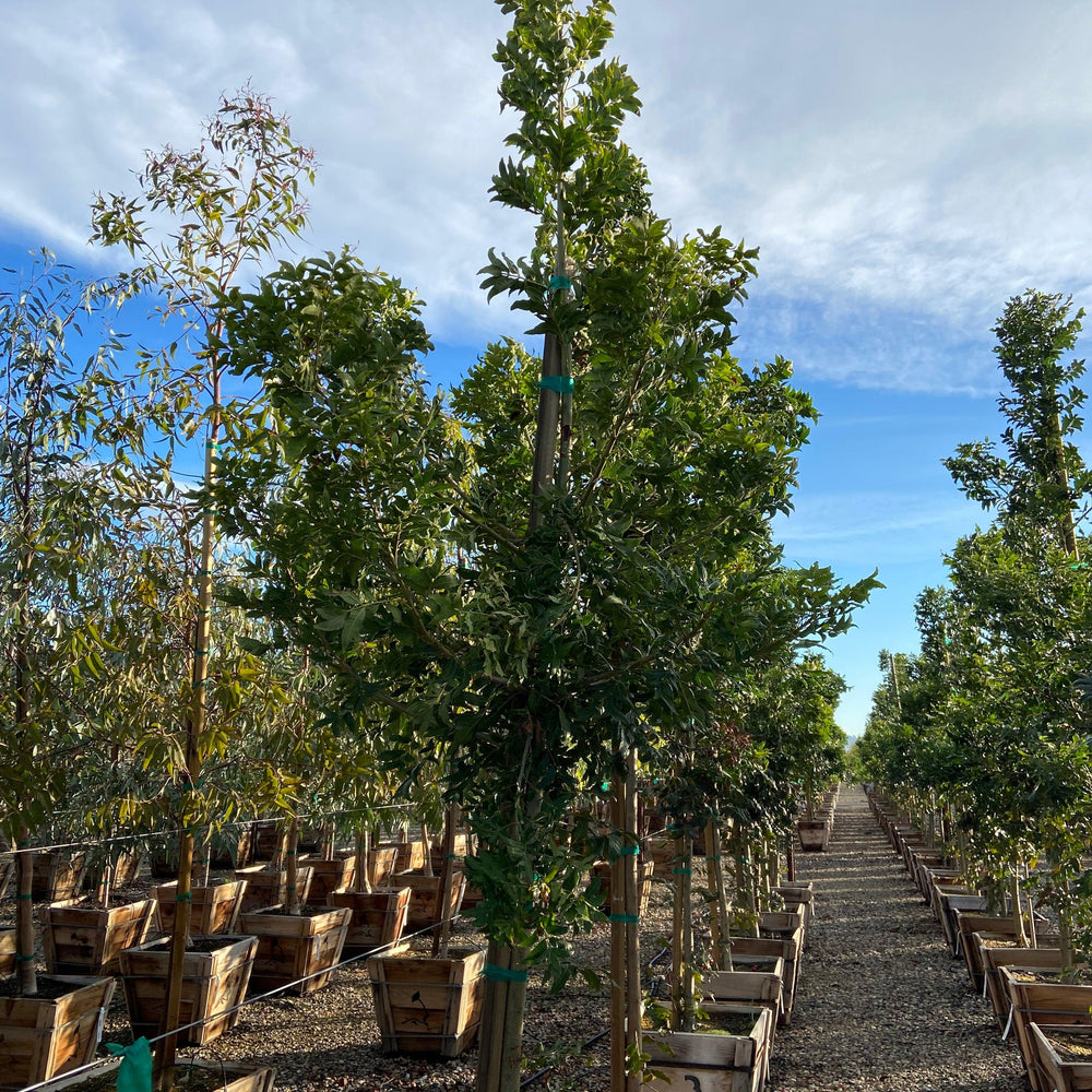 
                      
                        Wild Plum - Harpephyllum Caffrum - Pulled Nursery
                      
                    