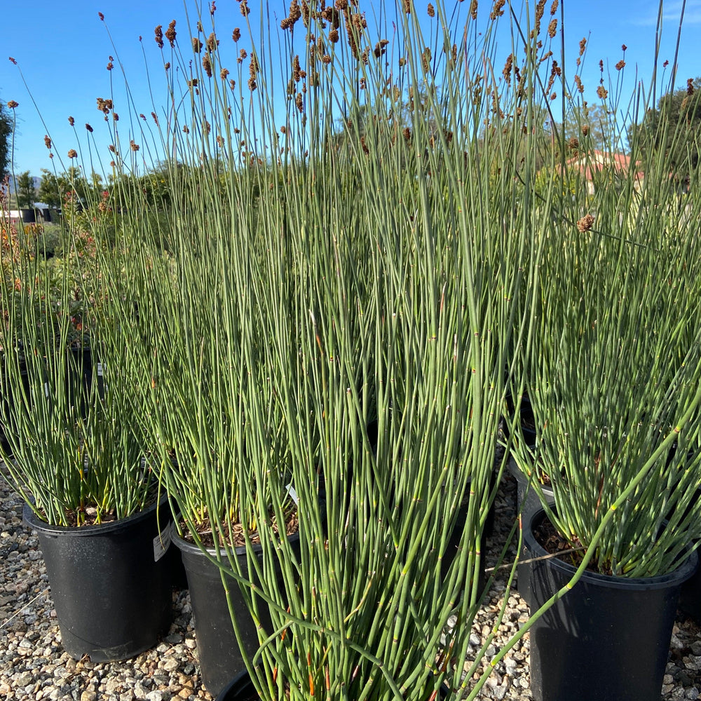 Large Cape Rush - Chondropetalum Elephantinum - Pulled Nursery