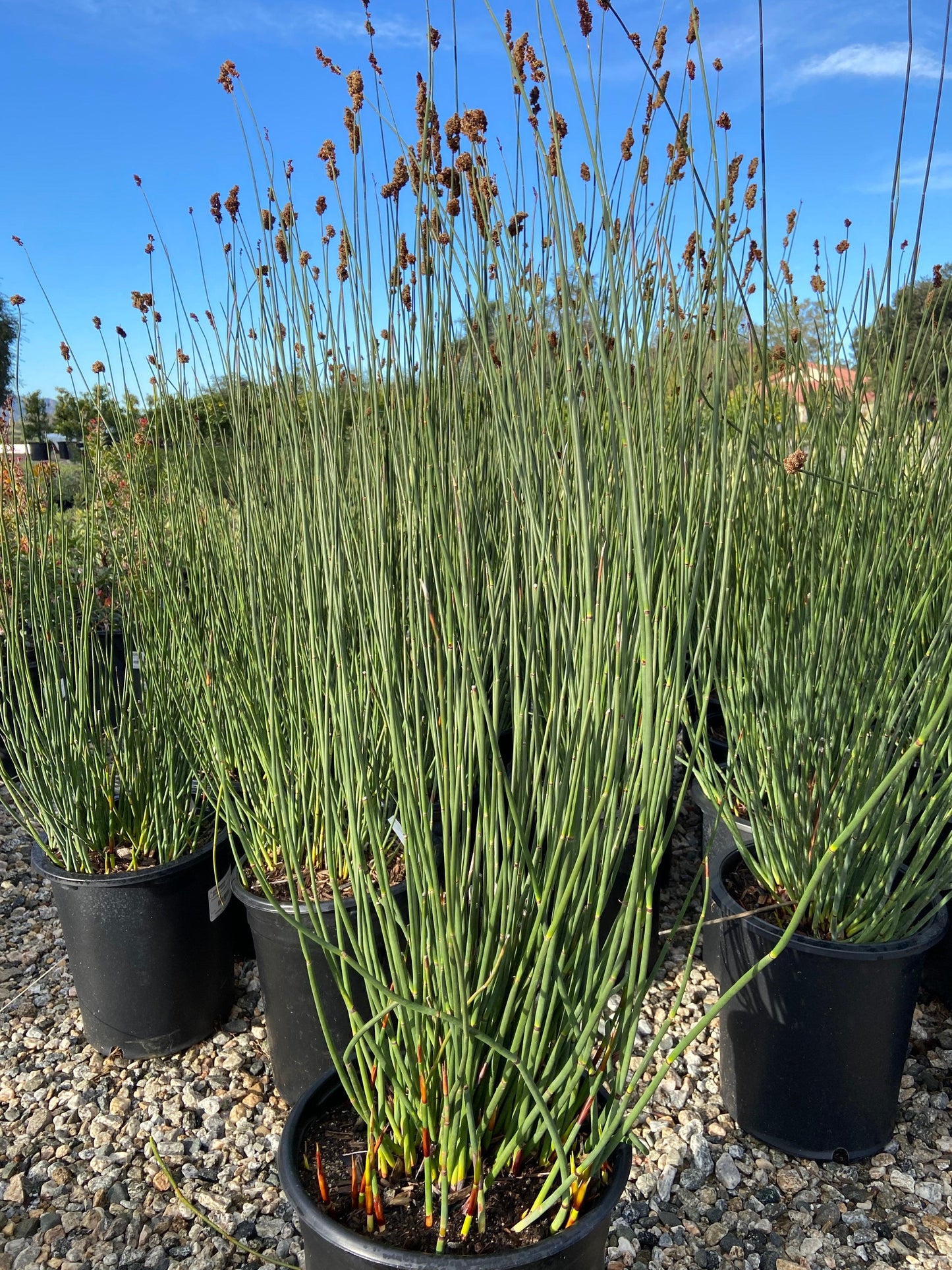 Large Cape Rush - Chondropetalum Elephantinum - Pulled Nursery