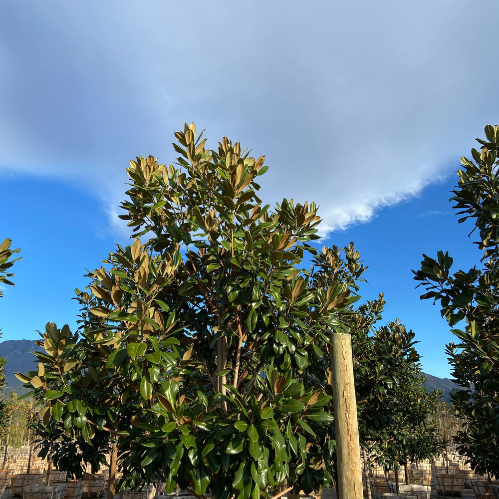 Edith Bogue Magnolia - Magnolia Grandiflora Edith Bogue - Pulled Nursery