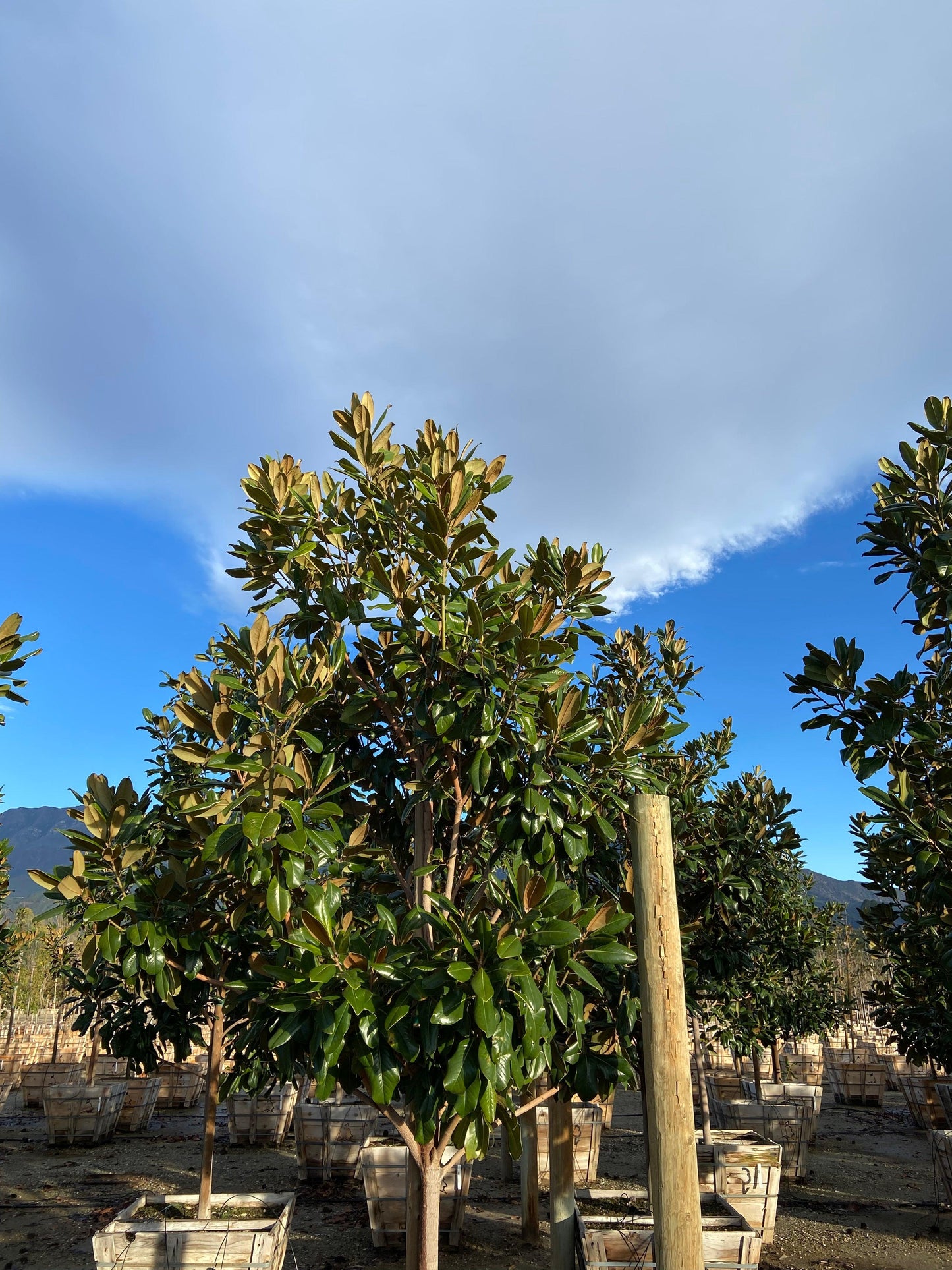 Edith Bogue Magnolia - Magnolia Grandiflora Edith Bogue - Pulled Nursery