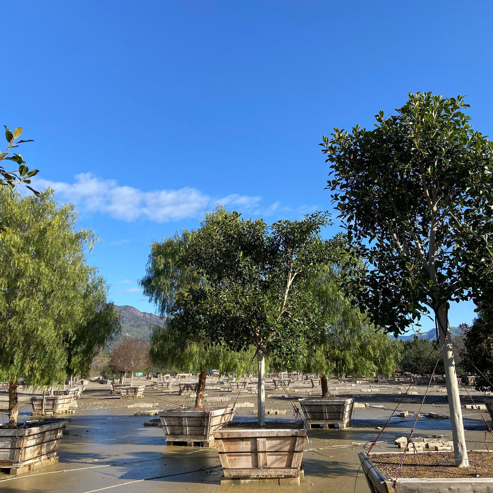 Rusty Fig - Ficus Rubiginosa Australis (Apple Store Trees) - Pulled Nursery