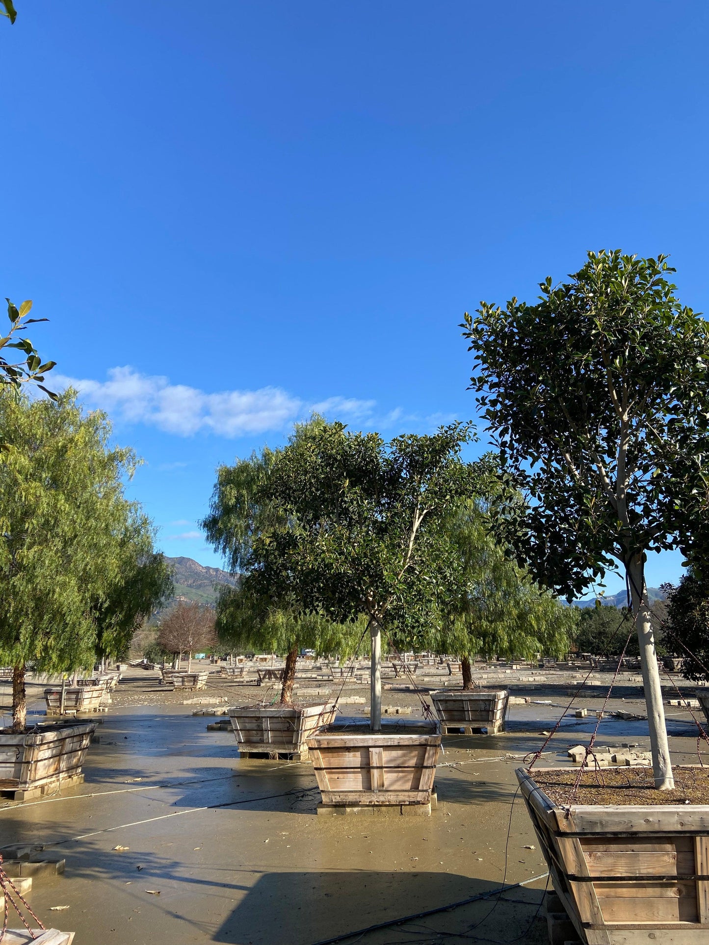 Rusty Fig - Ficus Rubiginosa Australis (Apple Store Trees) - Pulled Nursery