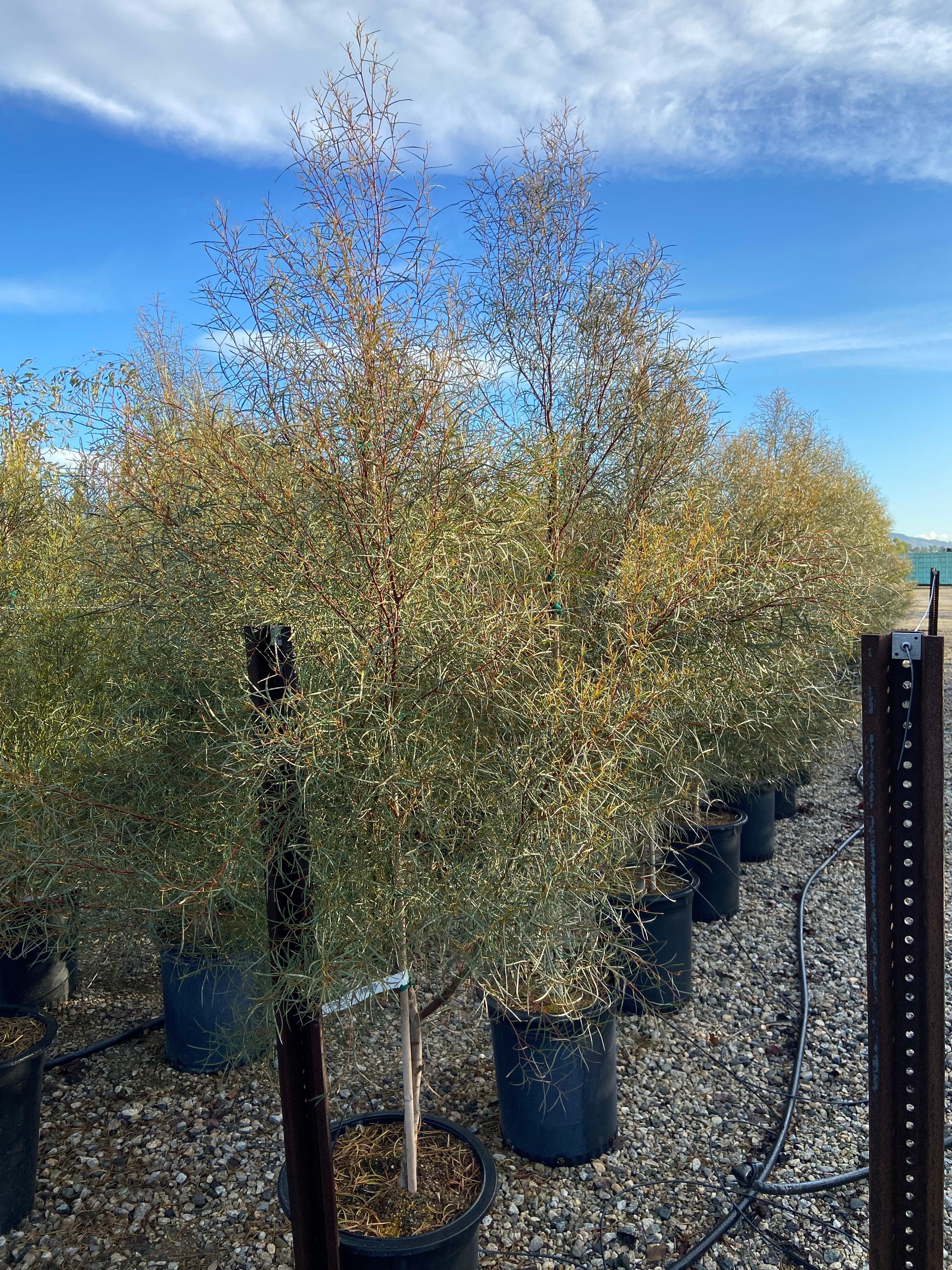 Swamp Mallet - Eucalyptus Spathulata – Yardwork