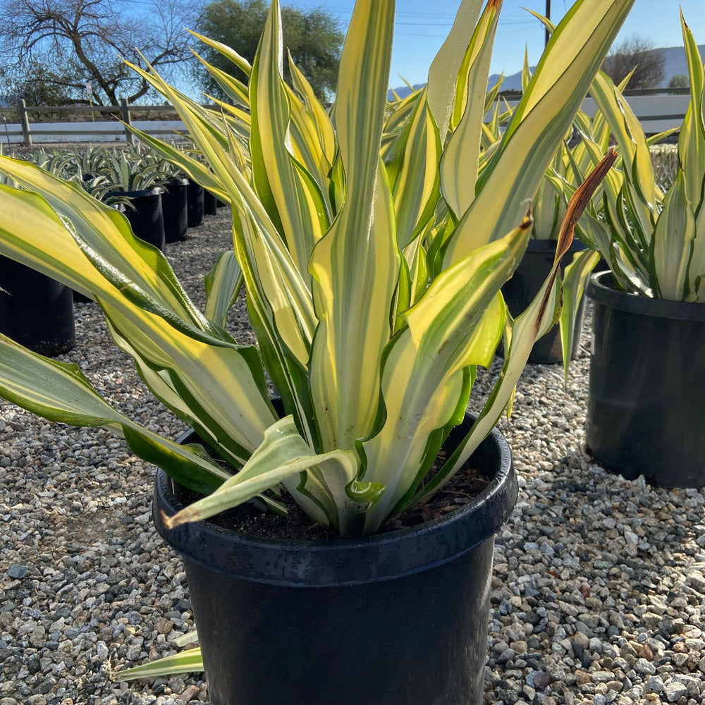 Mauritius Hemp - Furcraea Foetida Mediopicta - Pulled Nursery