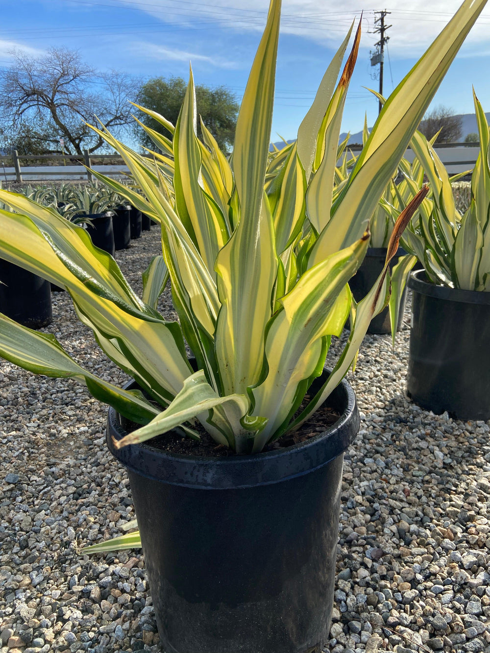 Mauritius Hemp - Furcraea Foetida Mediopicta - Pulled Nursery