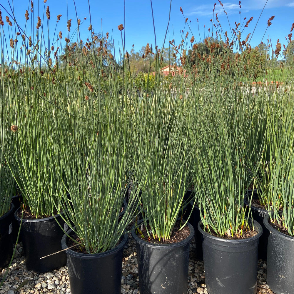 
                      
                        Large Cape Rush - Chondropetalum Elephantinum - Pulled Nursery
                      
                    