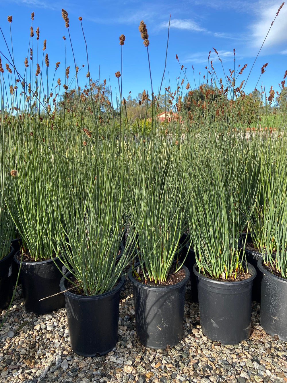 Large Cape Rush - Chondropetalum Elephantinum - Pulled Nursery