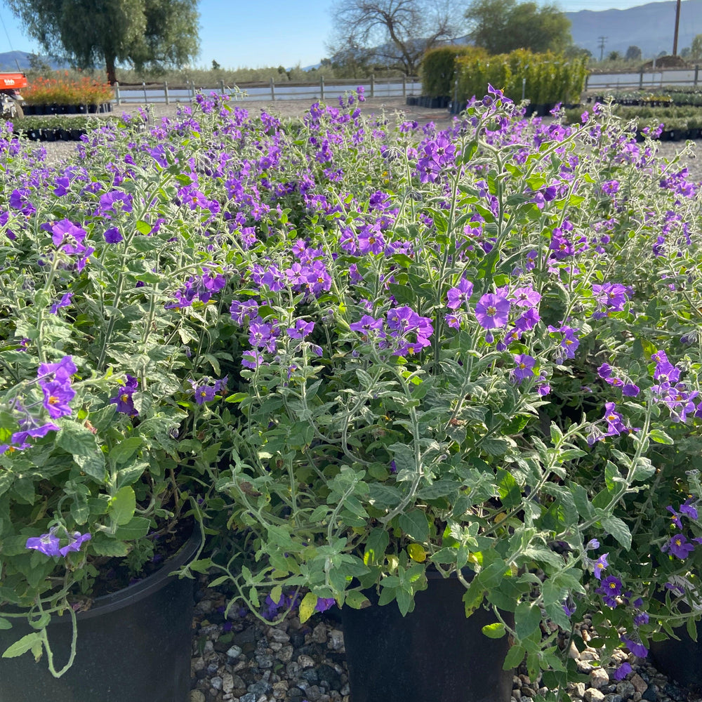 Purple Nightshade - Solanum Xanti Mountain Pride - Pulled Nursery