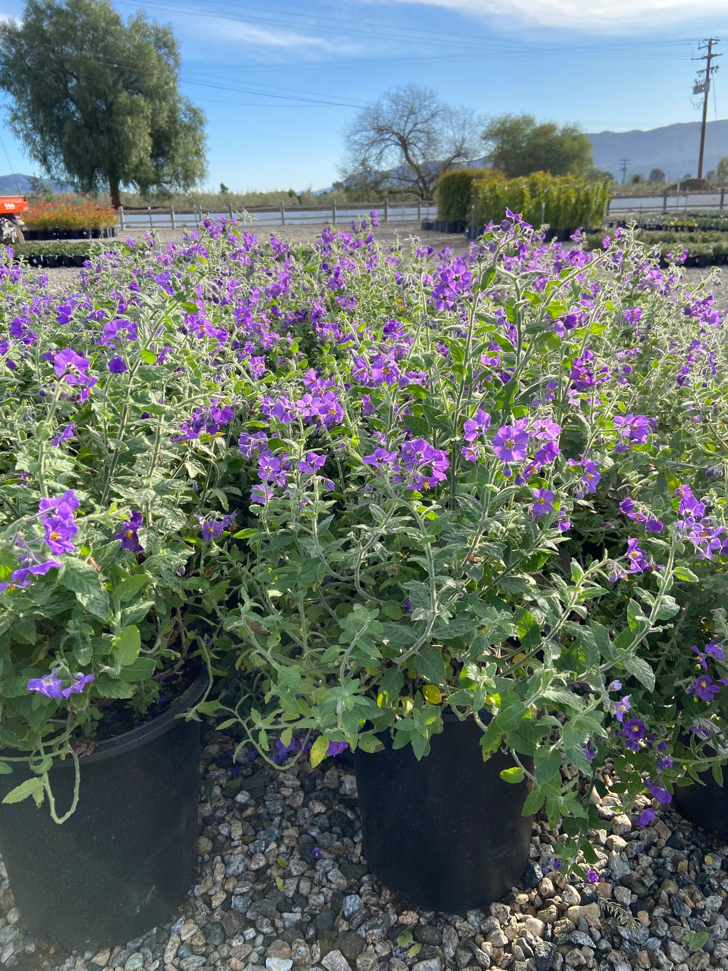 Purple Nightshade - Solanum Xanti Mountain Pride - Pulled Nursery