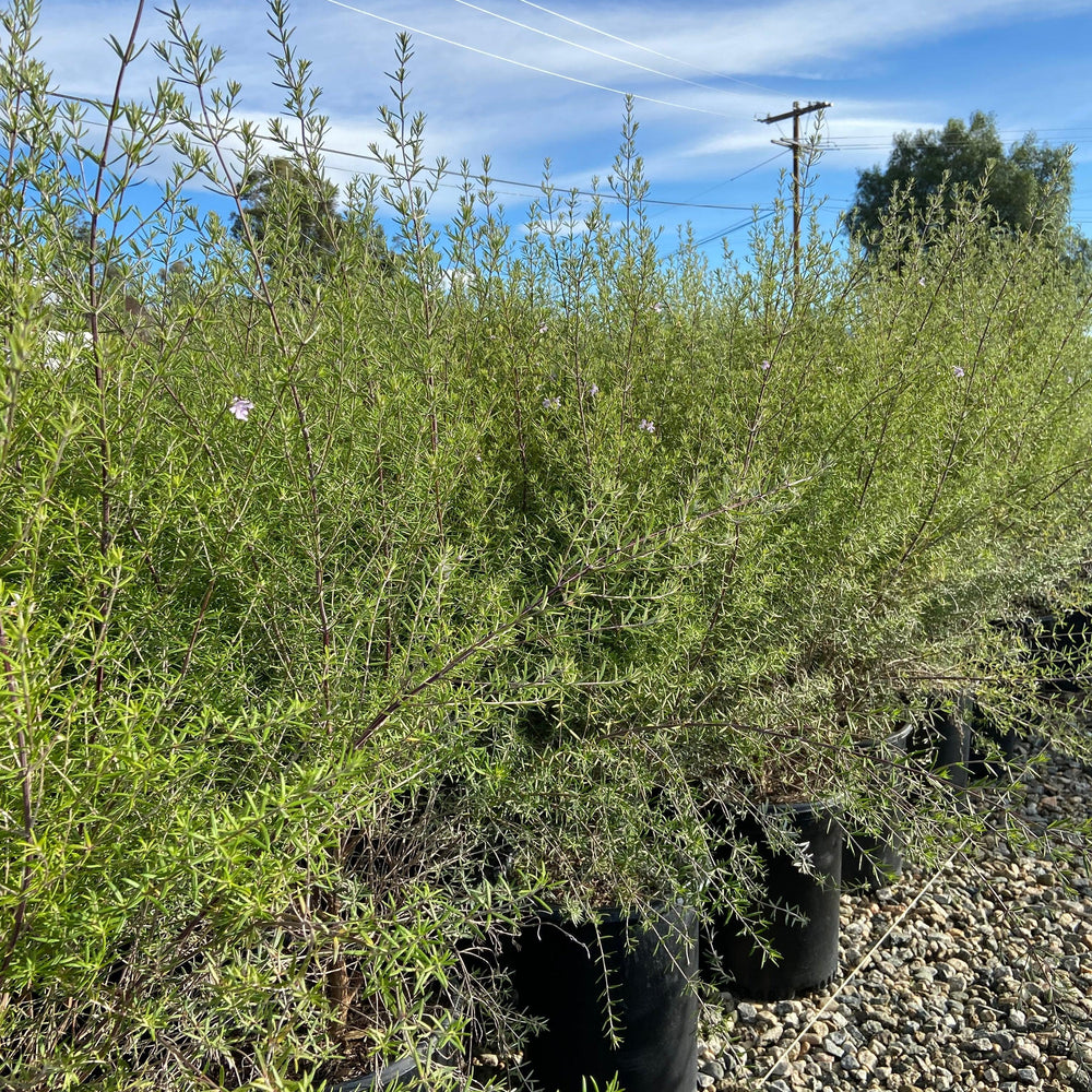 
                      
                        Coast Rosemary - Westringia Fruticosa - Pulled Nursery
                      
                    