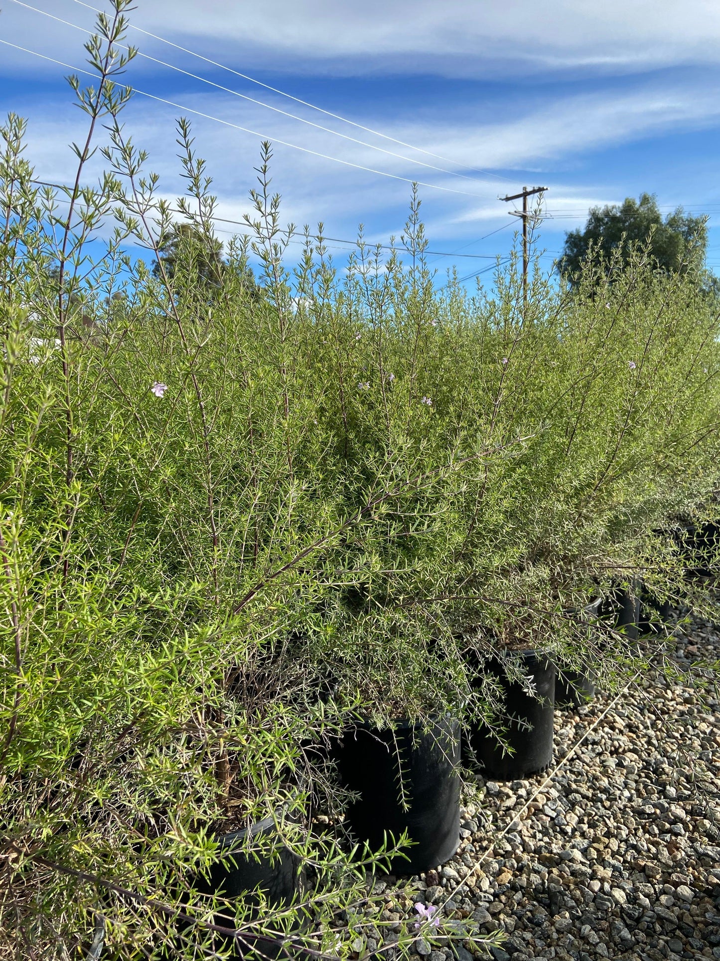 Coast Rosemary - Westringia Fruticosa - Pulled Nursery