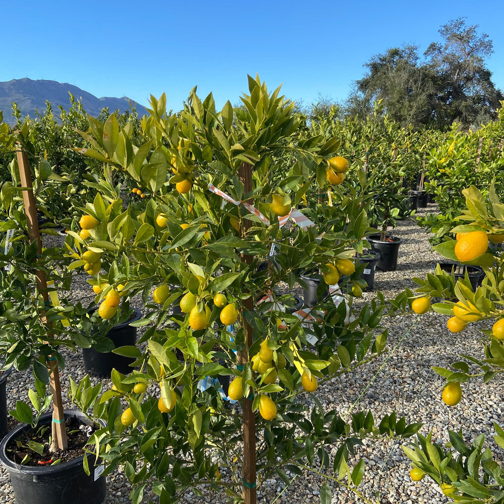 Limequat Talares Tree - Pulled Nursery