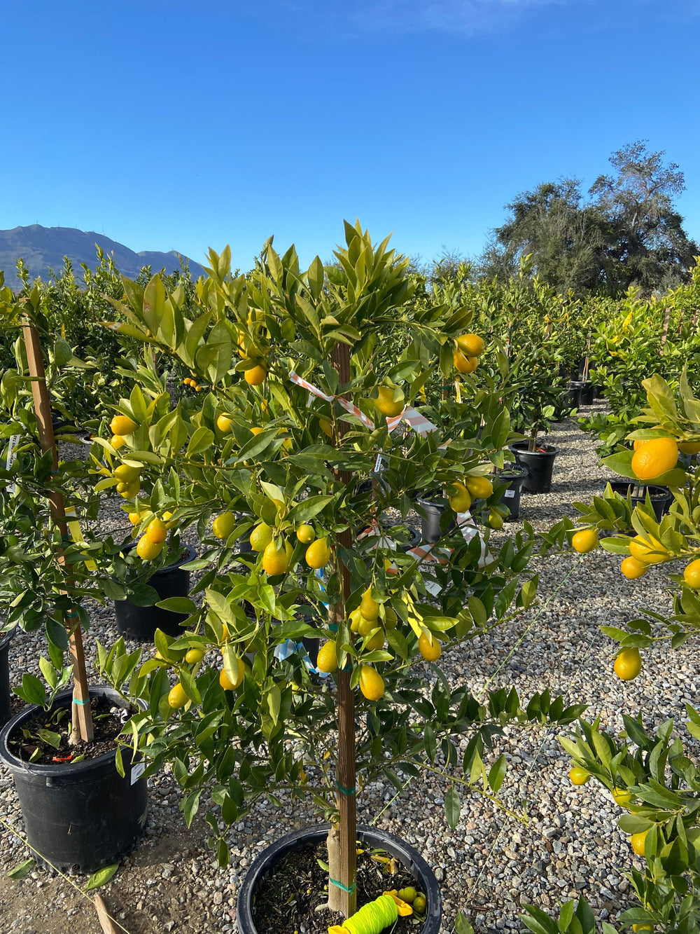 Limequat Talares Tree - Pulled Nursery