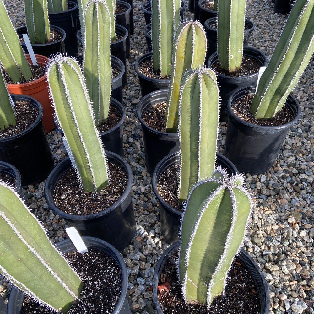 
                      
                        Mexican Fencepost - Pachycereus Marginatus - Pulled Nursery
                      
                    