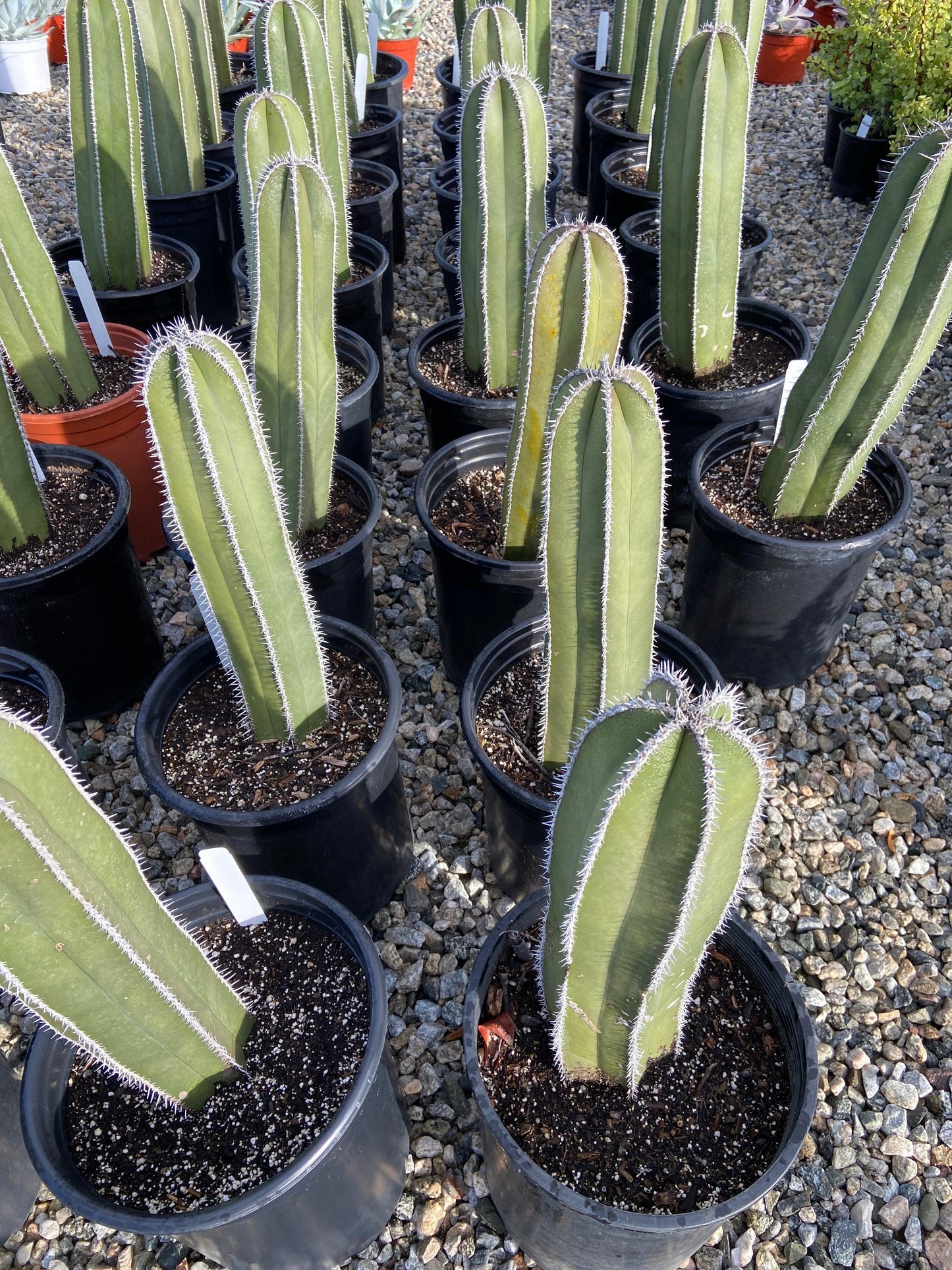 Mexican Fencepost - Pachycereus Marginatus - Pulled Nursery