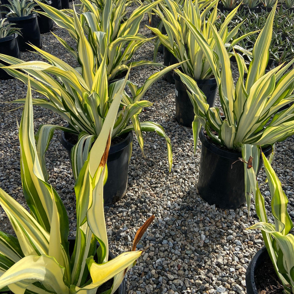 
                      
                        Mauritius Hemp - Furcraea Foetida Mediopicta - Pulled Nursery
                      
                    