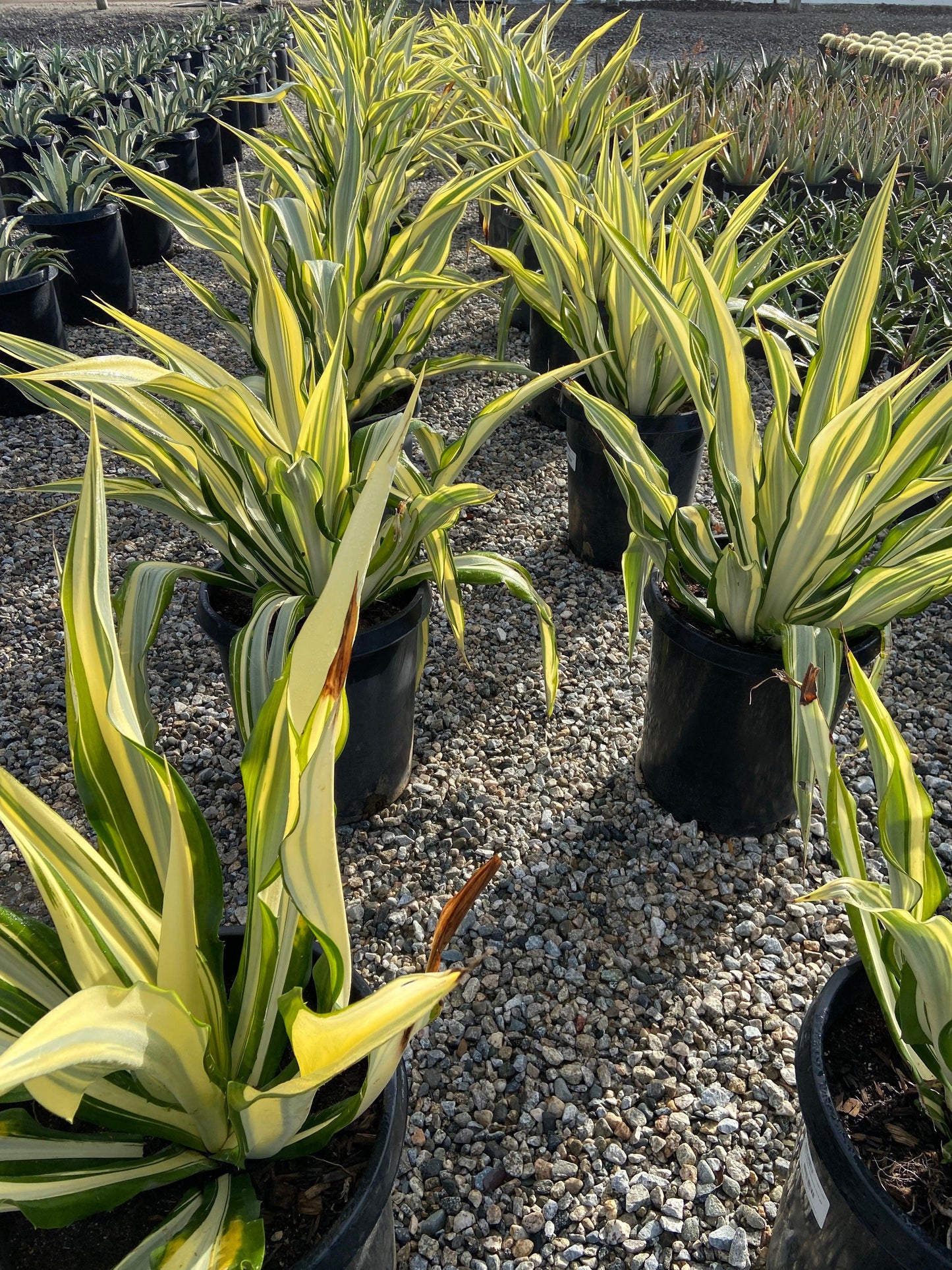 Mauritius Hemp - Furcraea Foetida Mediopicta - Pulled Nursery