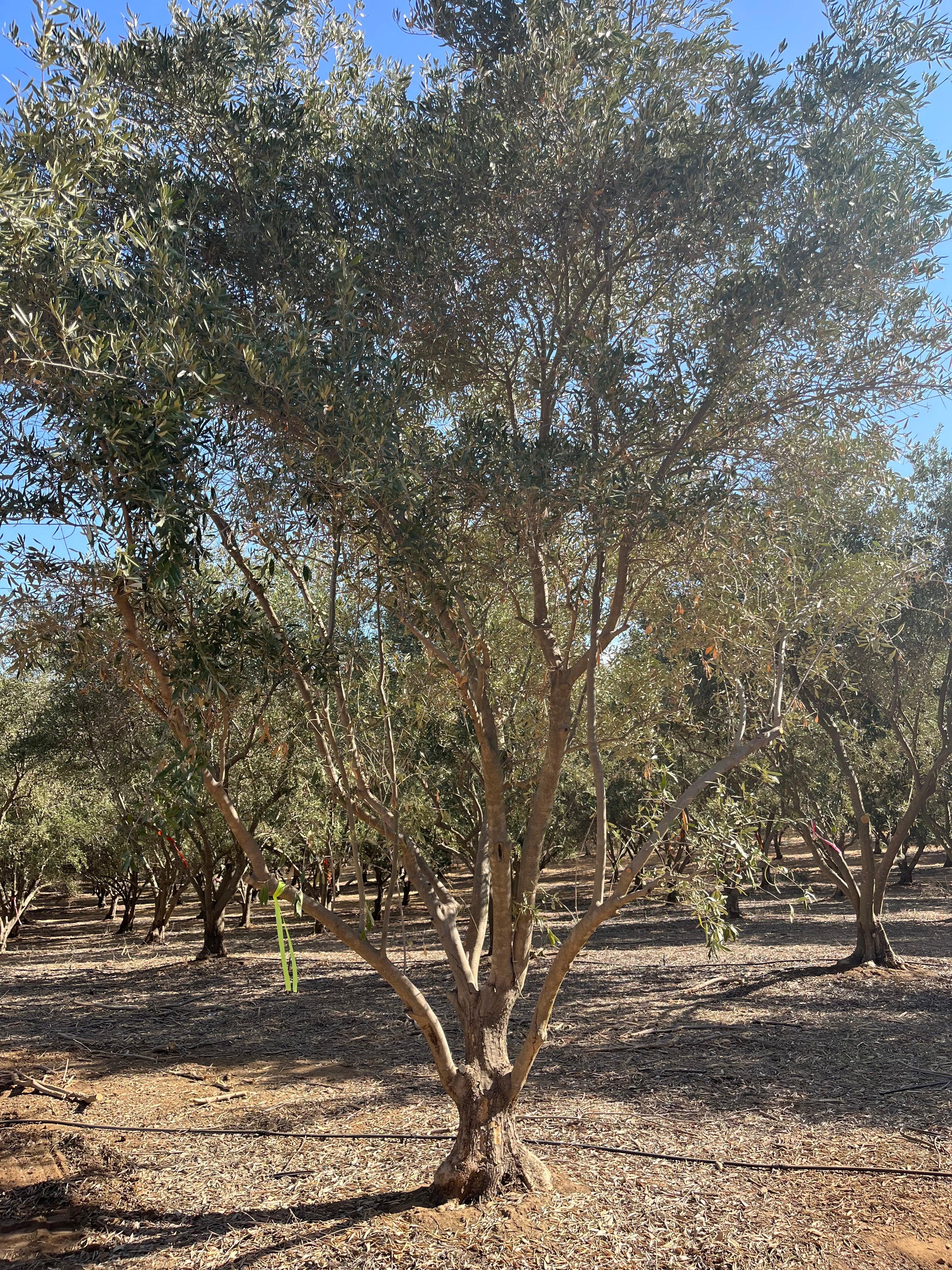 Mission Olive Tree 1 ft, 2 ft, and good over 3 ft now available!