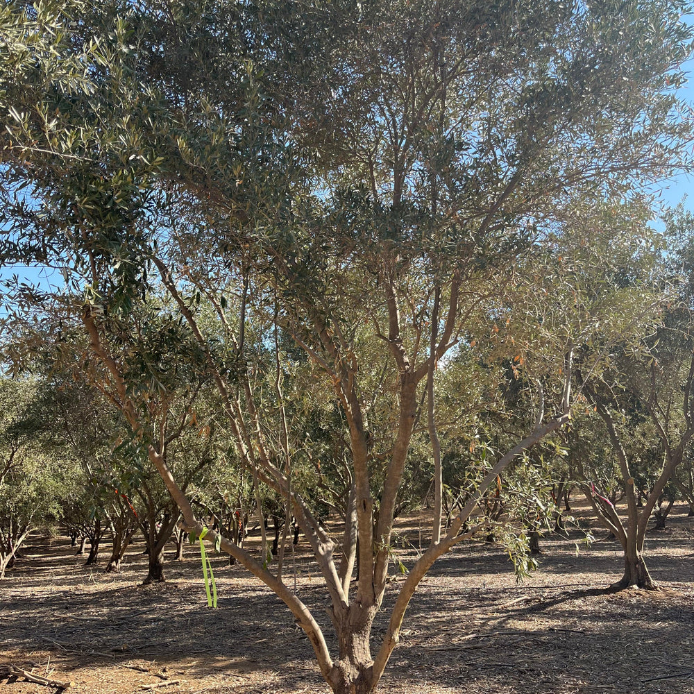 
                      
                        Mission Fruiting Olive Tree - Pulled Nursery
                      
                    