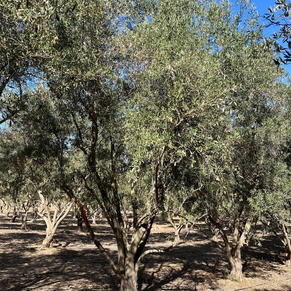 
                      
                        Kalamata Olive Tree
                      
                    