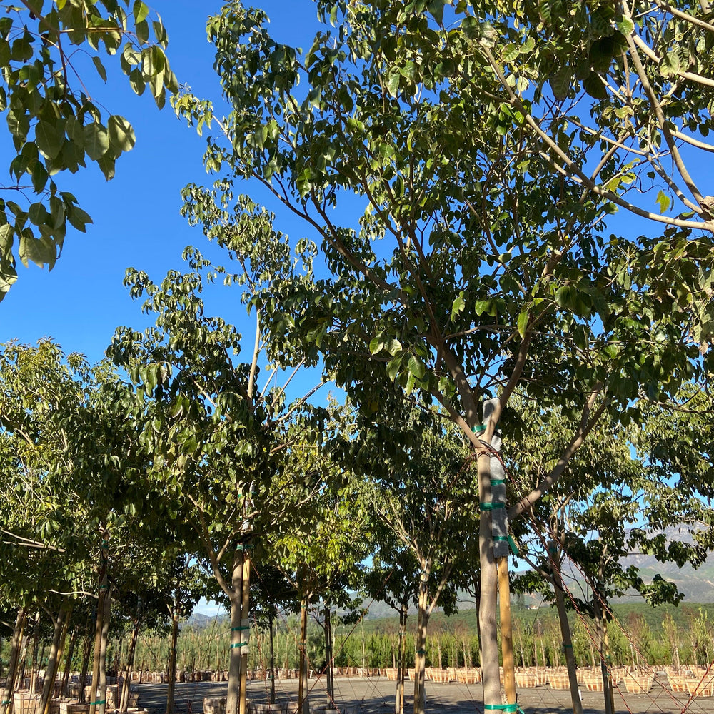 
                      
                        Pink Trumpet Tree (Tabebuia ipe) - Pulled Nursery
                      
                    