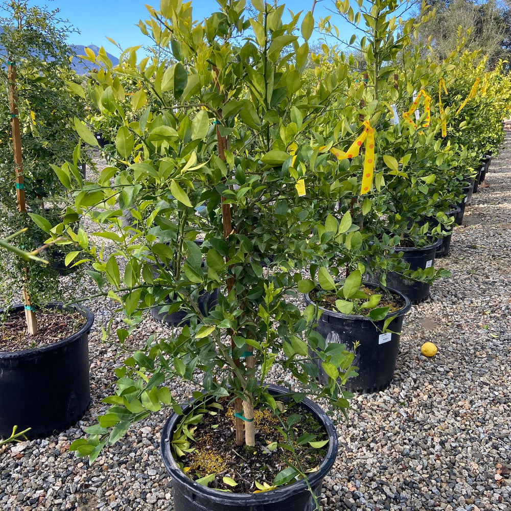 Mexican Lime - Pulled Nursery