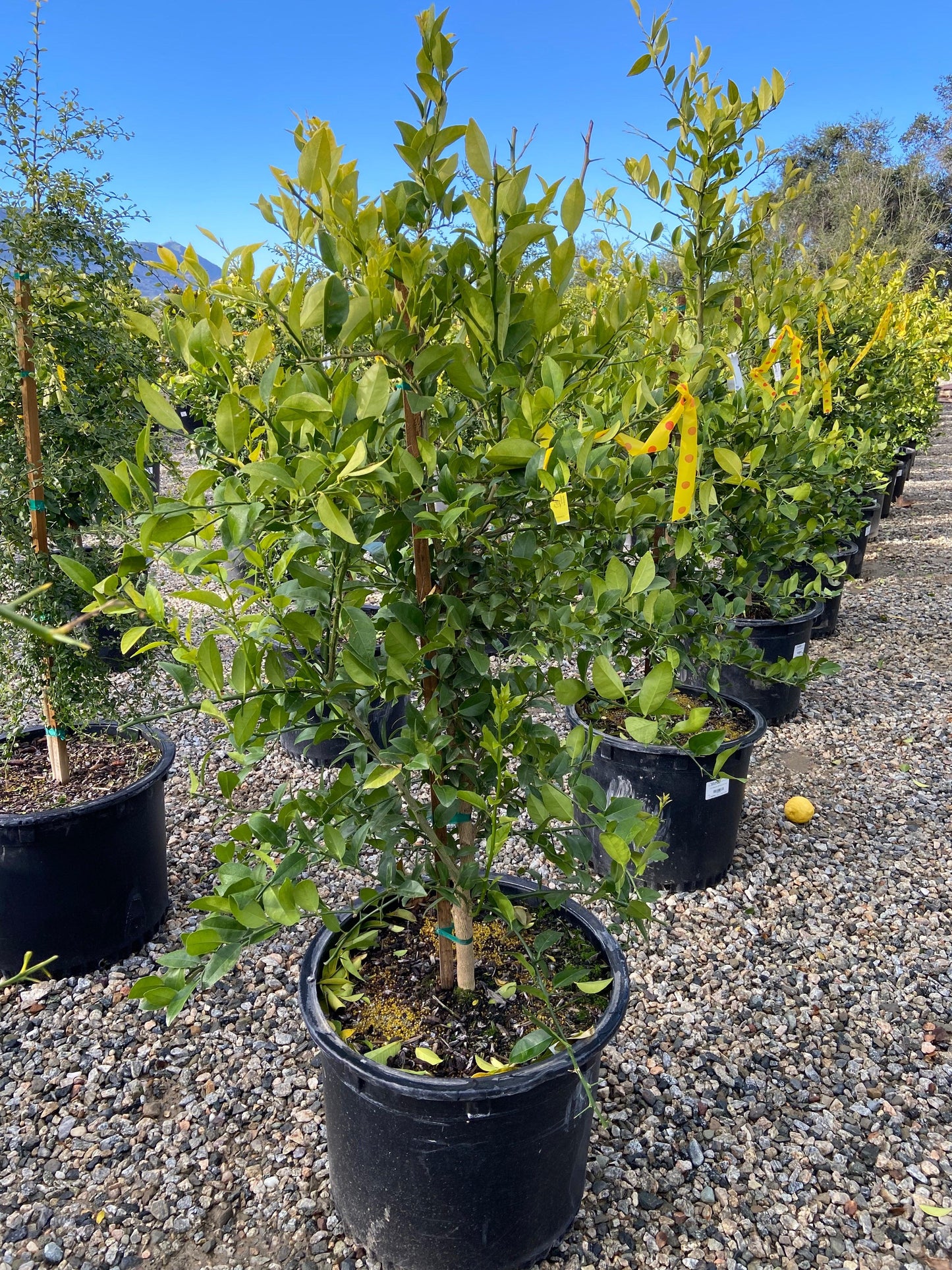 potted lime plant Mexican Lime Tree (Citrus aurantifolia)