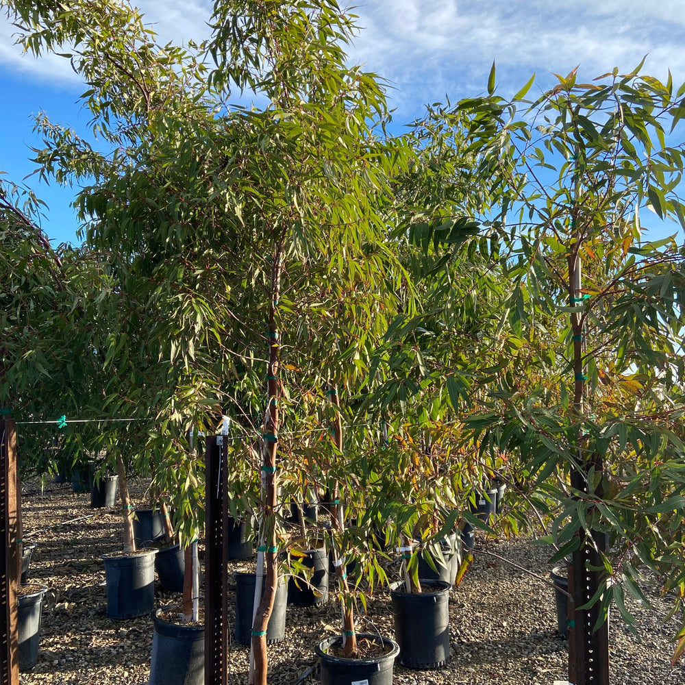 
                      
                        Apple Gum - Angophora Costata - Pulled Nursery
                      
                    