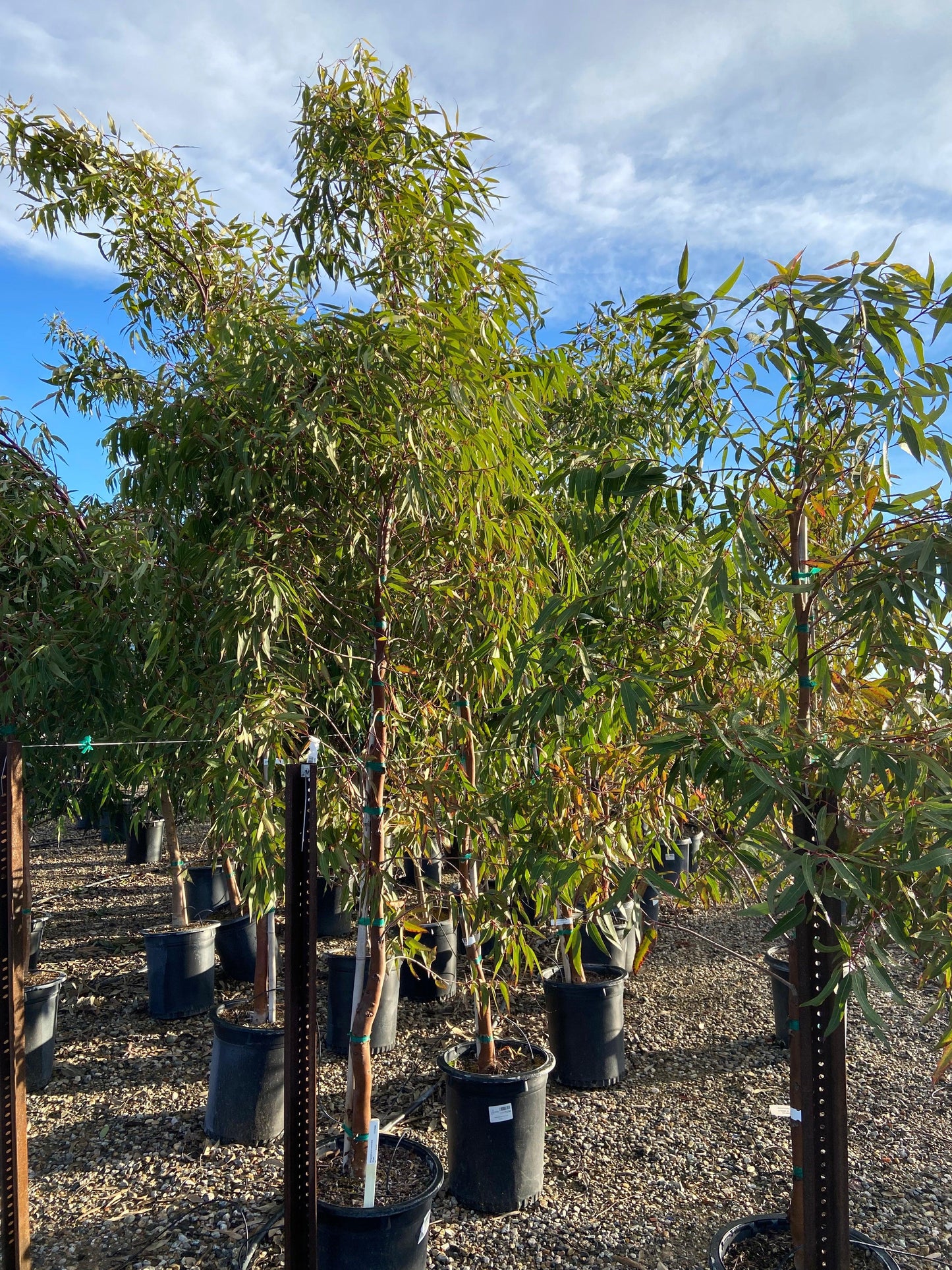 Apple Gum - Angophora Costata - Pulled Nursery