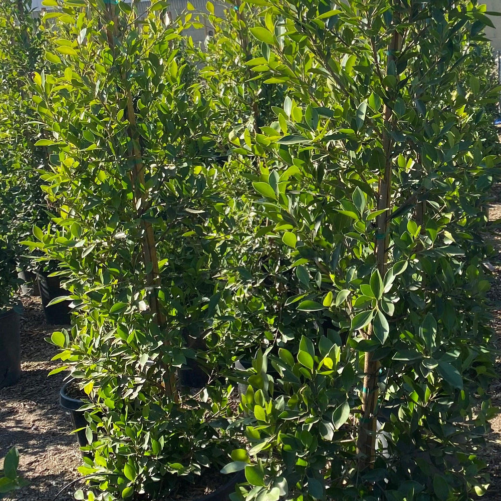 
                      
                        Indian Laurel Columns - Ficus microcarpa nitida - Pulled Nursery
                      
                    