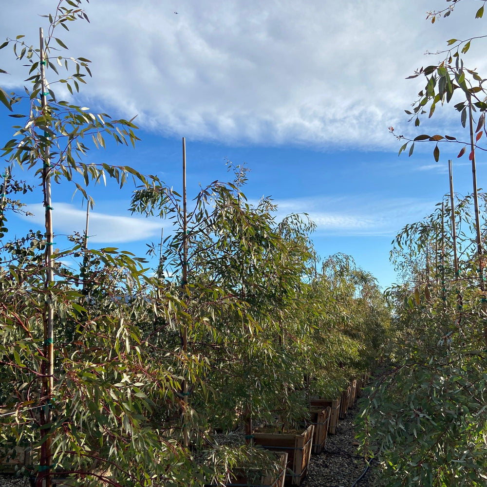 Red Ironbark - Eucalyptus Sideroxylon Rosea