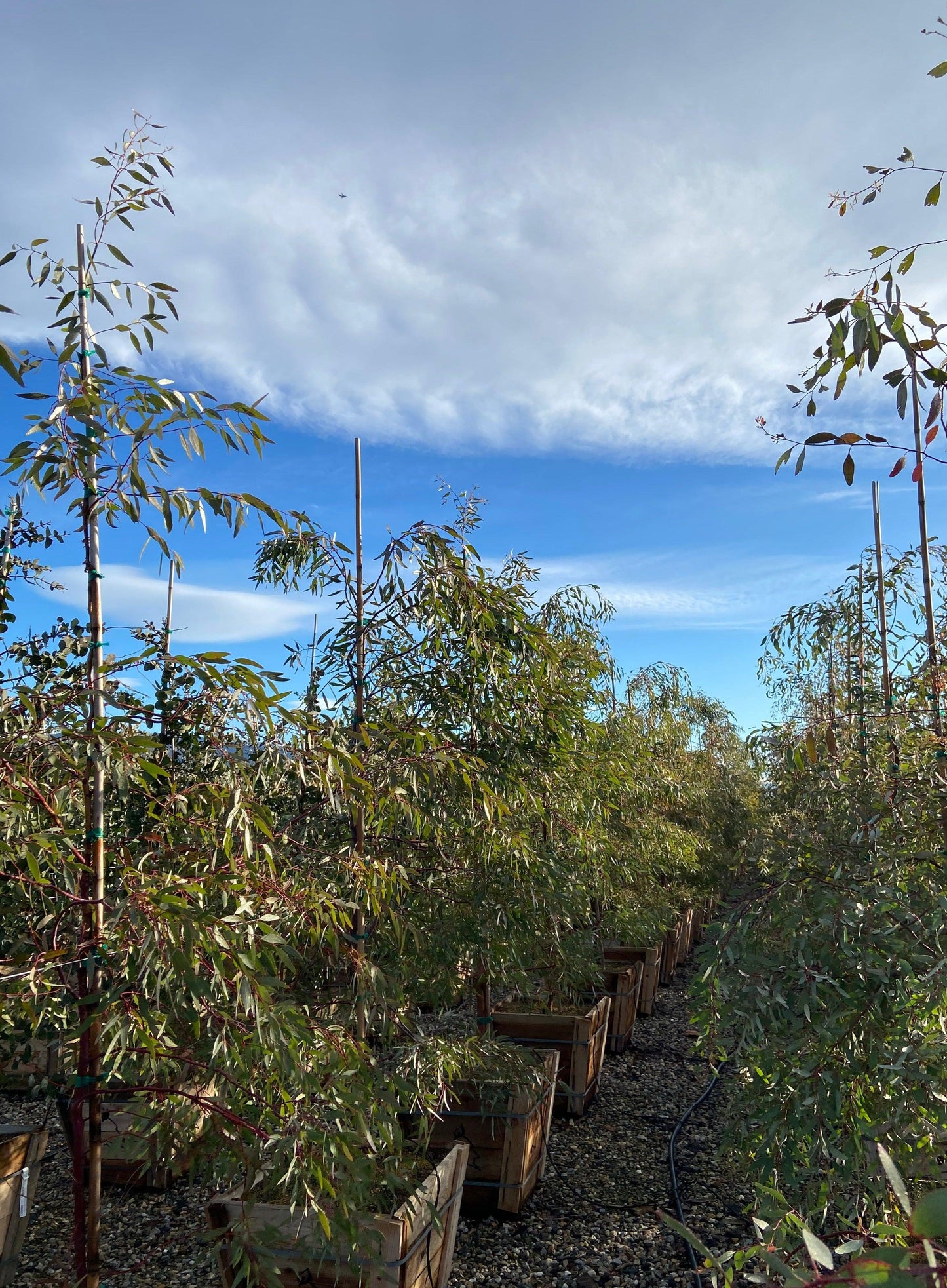 Red Ironbark - Eucalyptus Sideroxylon Rosea