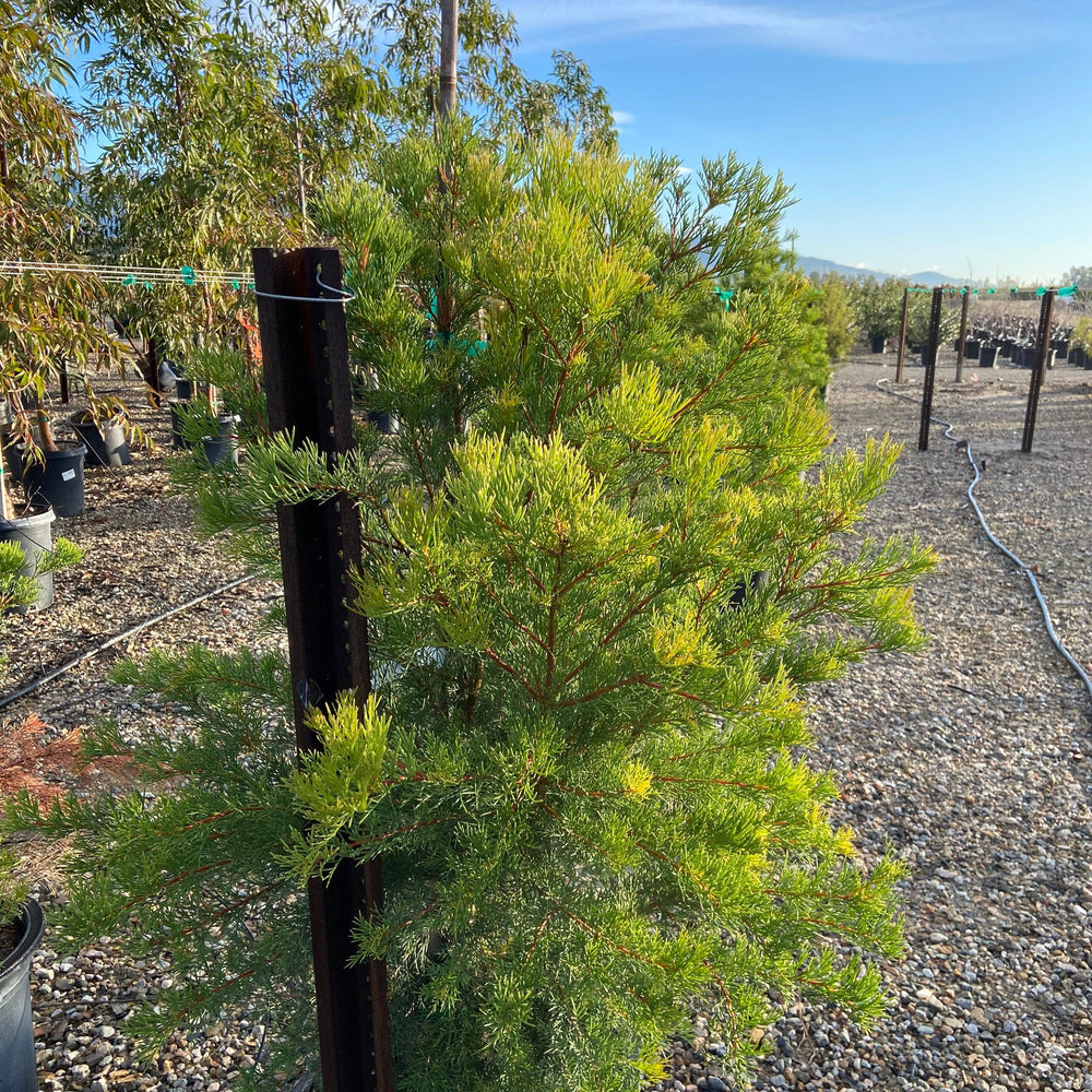 Sweet Hakea - Hakea Drupacea - Pulled Nursery