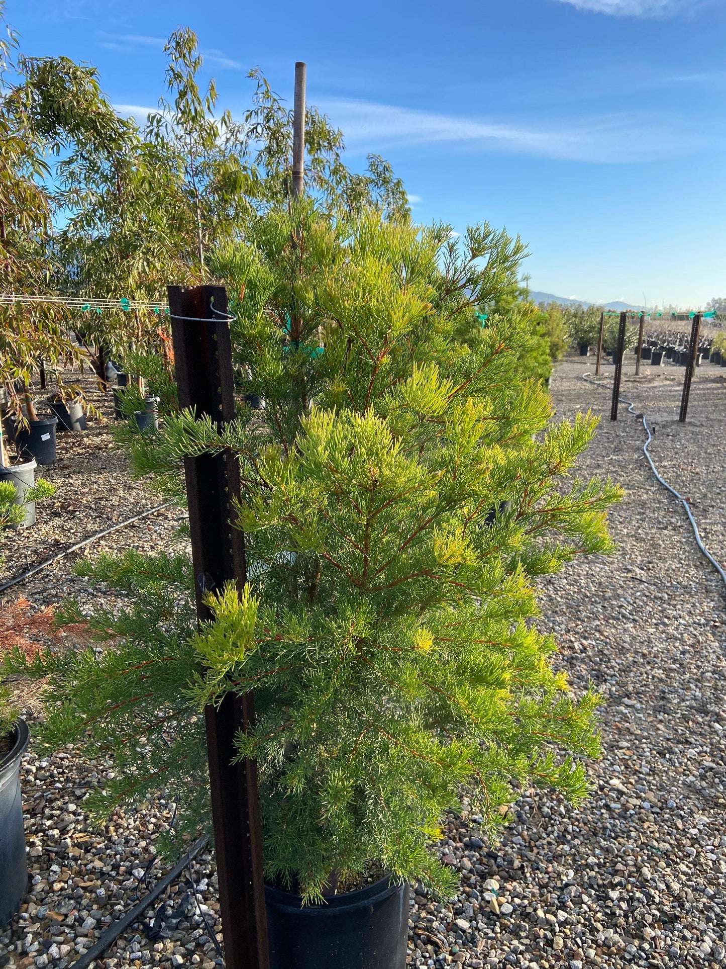 Sweet Hakea - Hakea Drupacea - Pulled Nursery