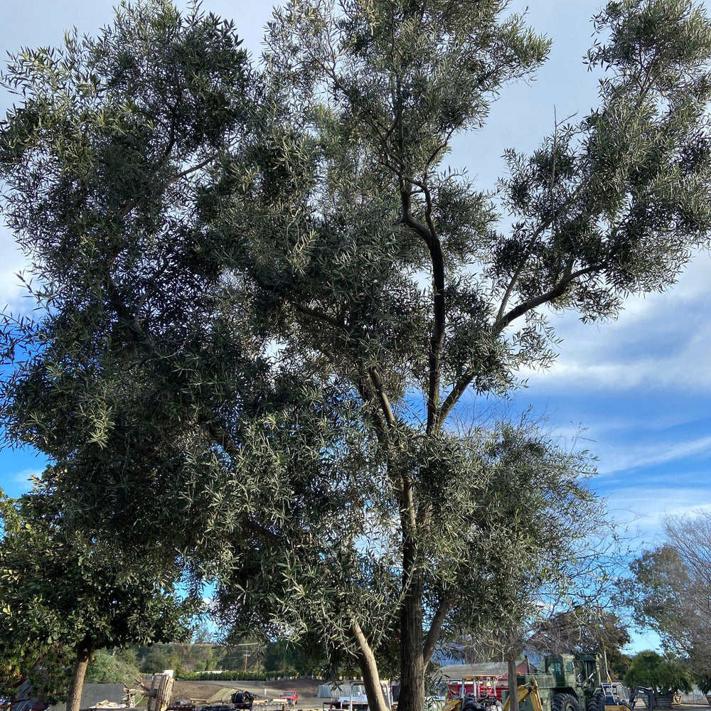 
                      
                        Swan Hill Olives® Fruitless Olive Tree - Olea Europaea 'Swan Hill' - Pulled Nursery
                      
                    