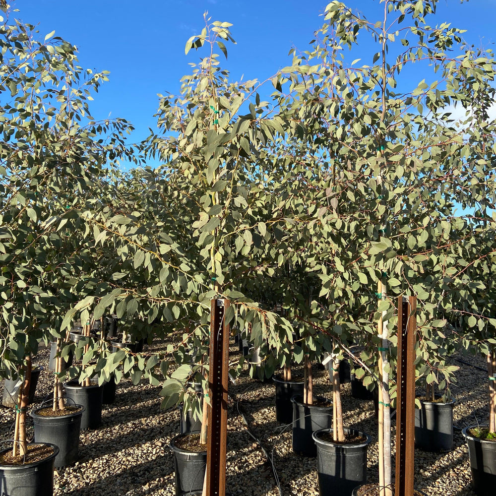 
                      
                        Orange Gum - Eucalyptus Prava - Pulled Nursery
                      
                    