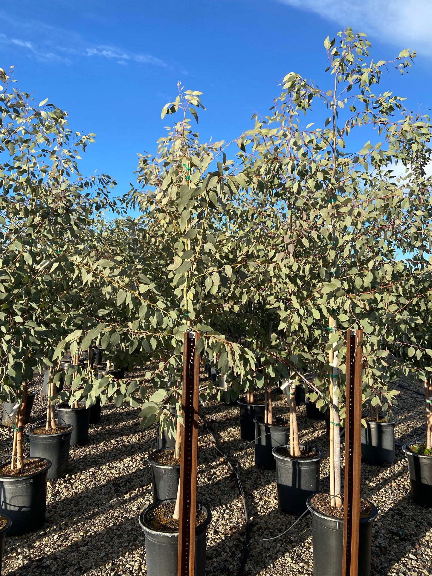 Orange Gum - Eucalyptus Prava - Pulled Nursery