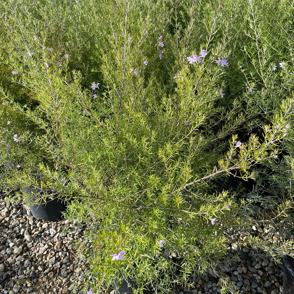 Coast Rosemary - Westringia Fruticosa - Pulled Nursery